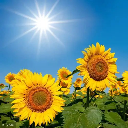 袁老师反复多次建议现代人多去晒早上八点至十点的太阳光.