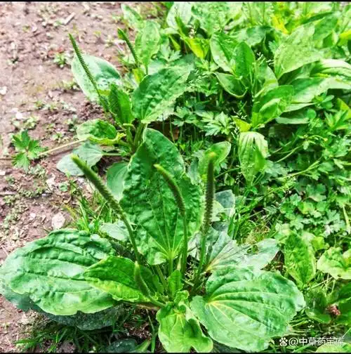 下面我将详细介绍车前草和车前子的不同之处以及它们的药用功效.