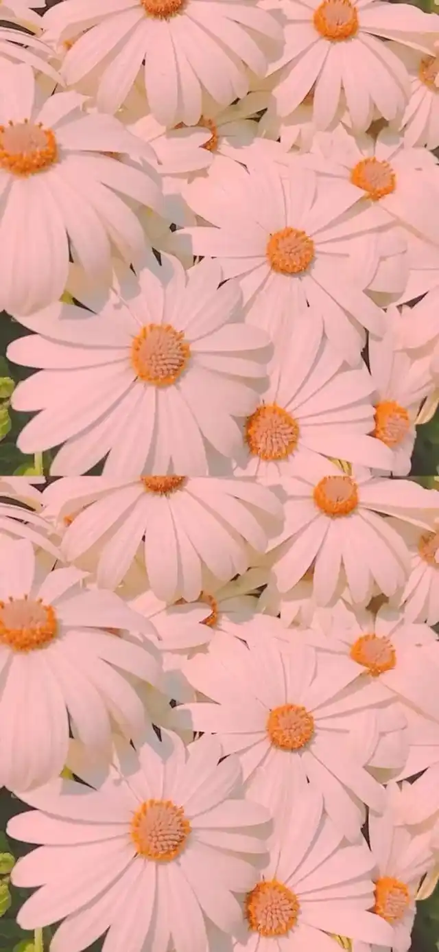 小清新,唯美,治愈系小雏菊手机壁纸,分享给你,希望你能喜欢