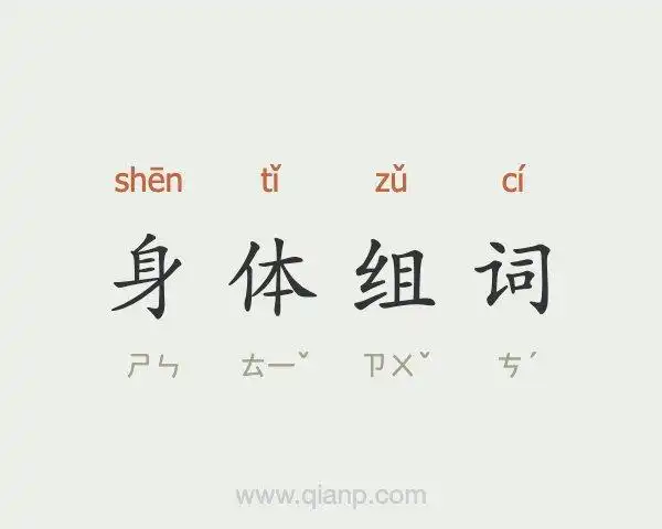 身体组词
