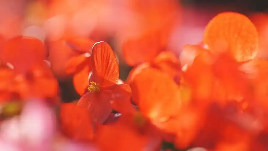 相关标签 海棠花花瓣花朵唯美2k 内容简介 娇艳动人的海棠花电脑壁纸