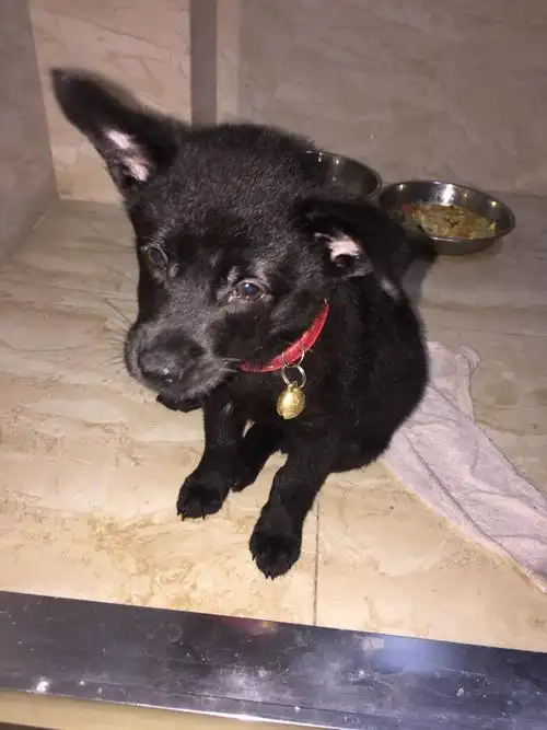 懂狗的大神看下,全身黑毛.这是什么