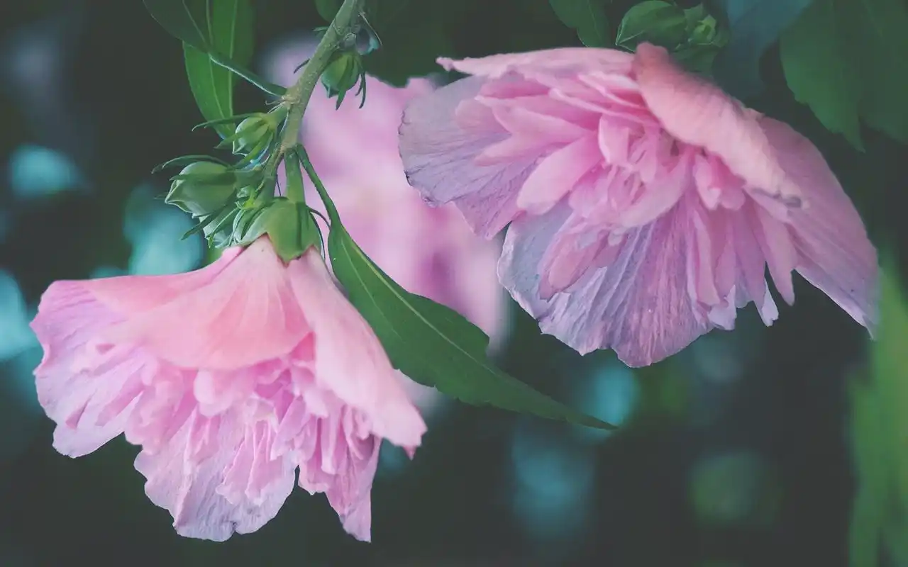 素雅养眼花卉高清桌面壁纸