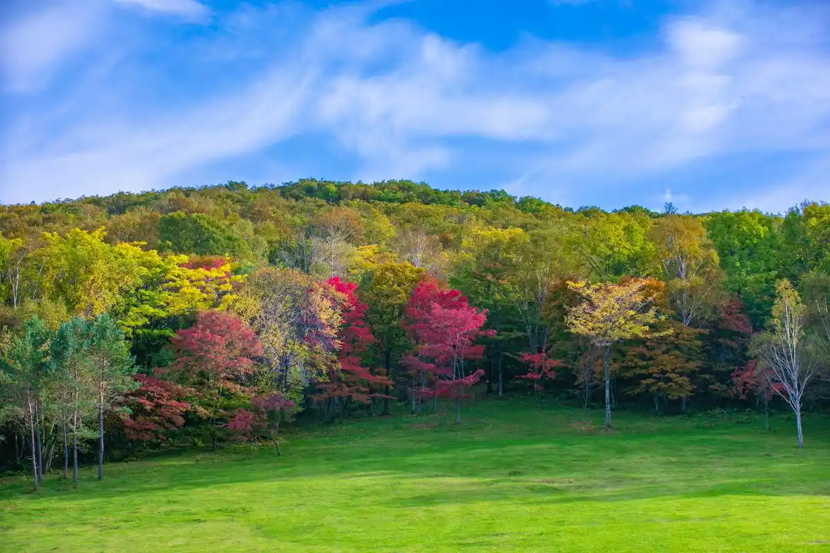 吉林的秋天这么美长白林海层林尽染犹如一幅色彩斑斓的画卷