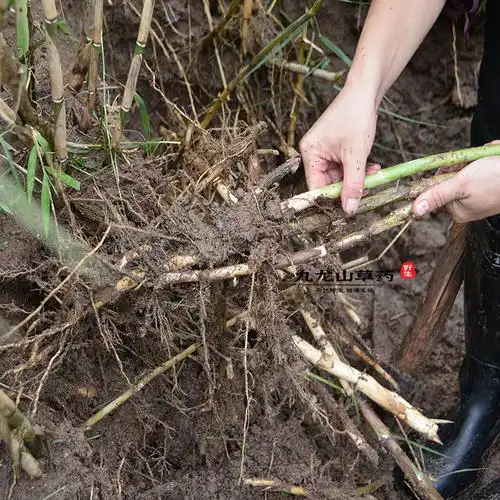 野生生鲜芦根500g现挖新鲜芦茅根苇根头芦柴中草药其他药食同源食品
