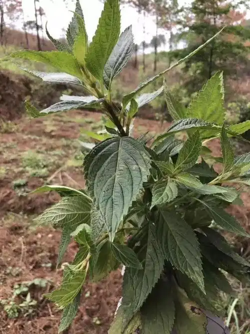 这里的溪黄草被列入为国家地理标志产品保护凭什么