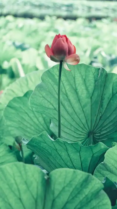 荷花- 堆糖,美图壁纸兴趣社区