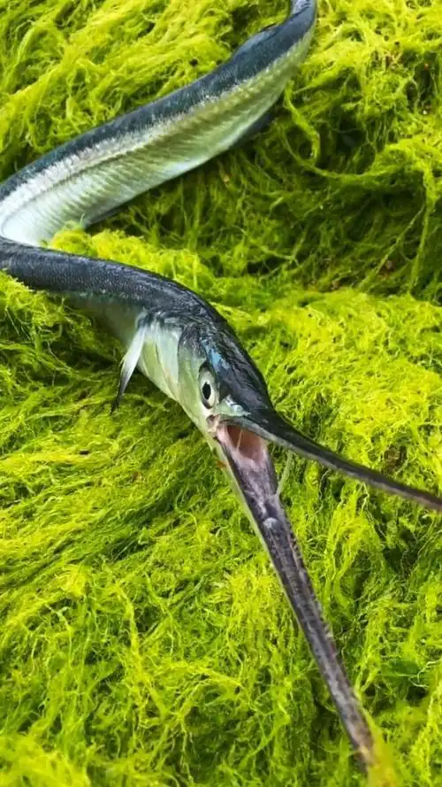 一米多长的嘴巴,第一次见这种鱼,嘴太长了