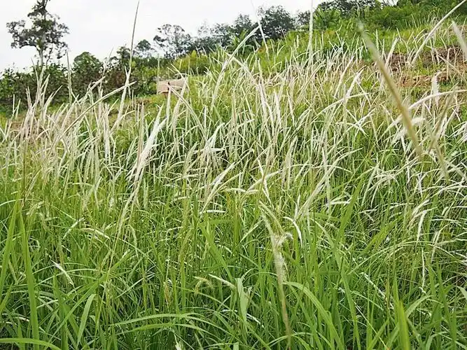 俗称"茅根",30年前不值钱,却常有人采挖,如今30元一斤很抢手