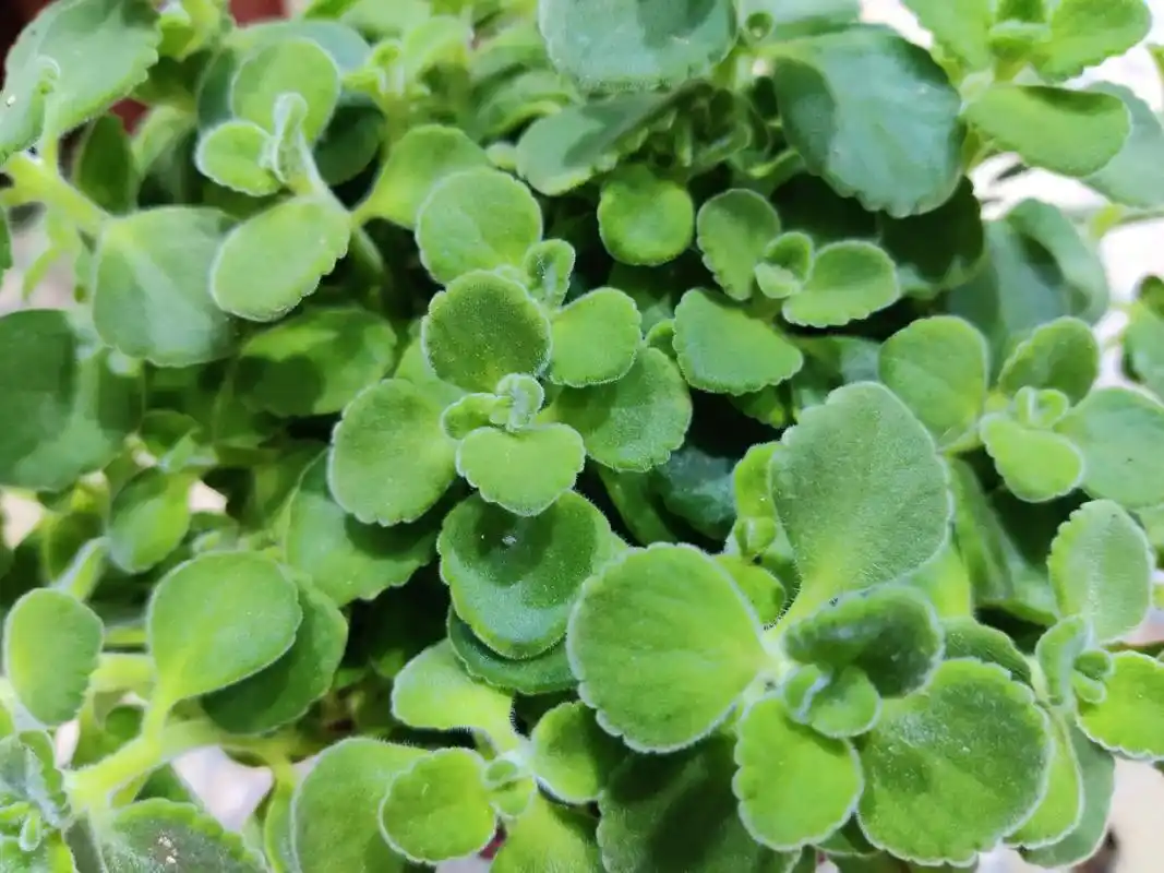 碰碰香也称绒毛香茶菜,是一种会散发淡淡清香的盆栽植物 - 抖音