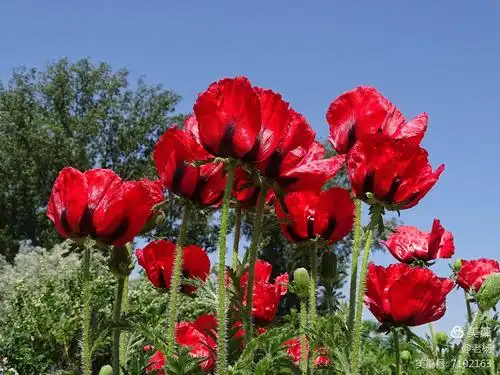有毒的美丽的罂粟花