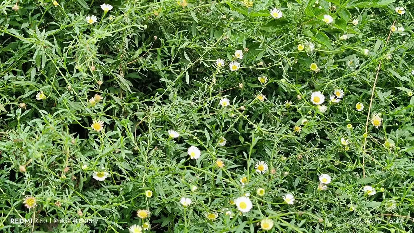 加勒比飞蓬 【别名】墨西哥飞蓬 【科属】菊科飞蓬属 【分布】 - 抖音