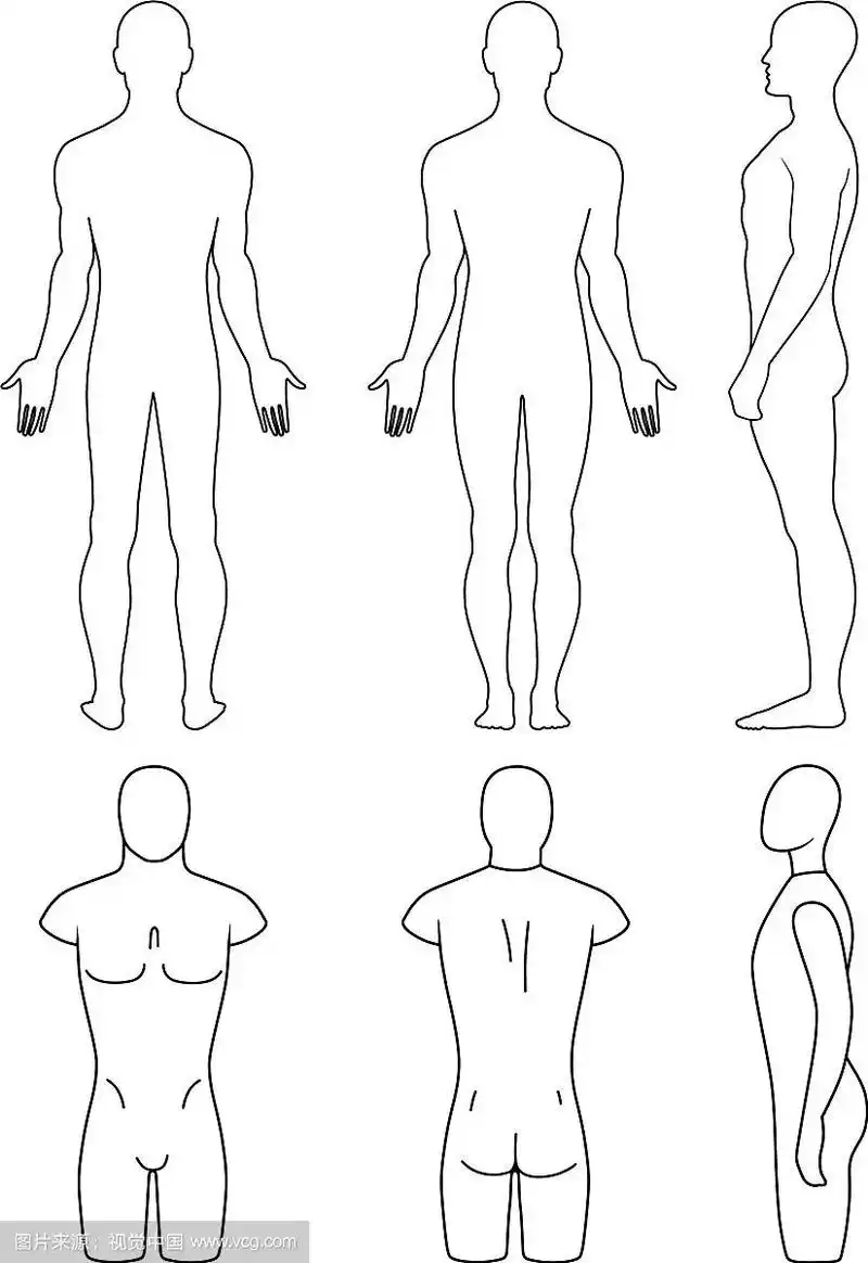 男性人体模型轮廓躯干
