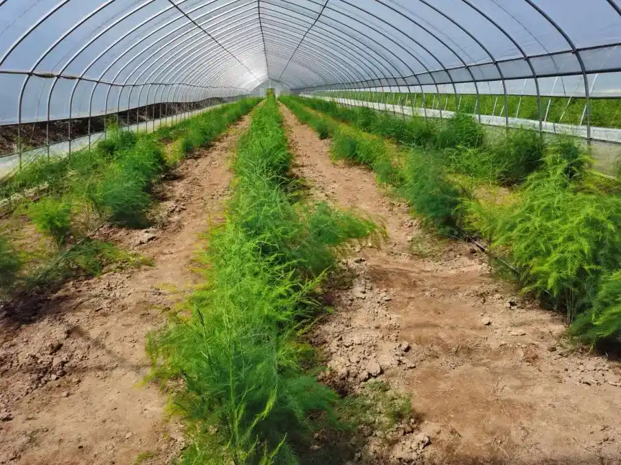 有机芦笋种植大棚