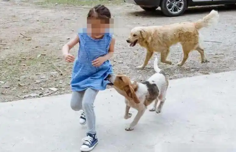 陆丰东海南堤路养狗人不绑狗绳,男子被追全速逃难