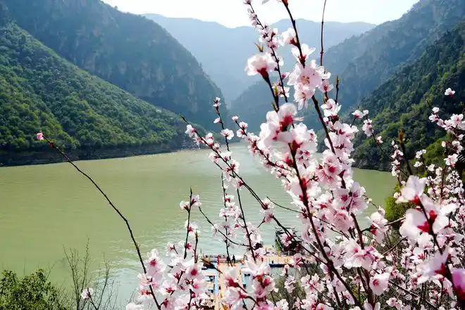 春天里的陕西郑国渠旅游风景区山桃花如约绽放美如画