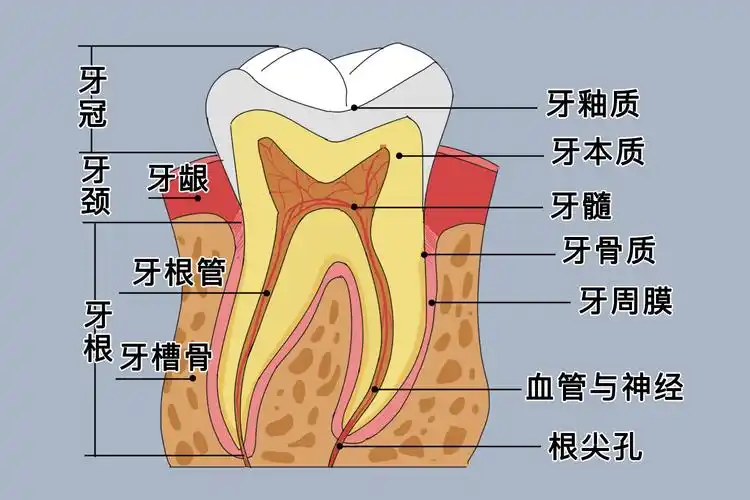 上,下颌的左右侧各7-8个,其名称从中线起向两旁,分别为中切牙,侧切牙
