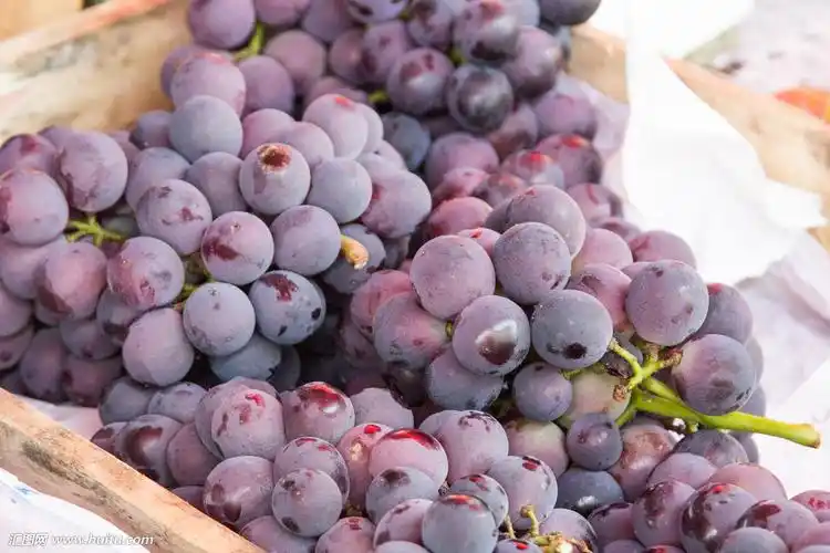 观巢巨峰葡萄(观巢巨峰葡萄介绍)