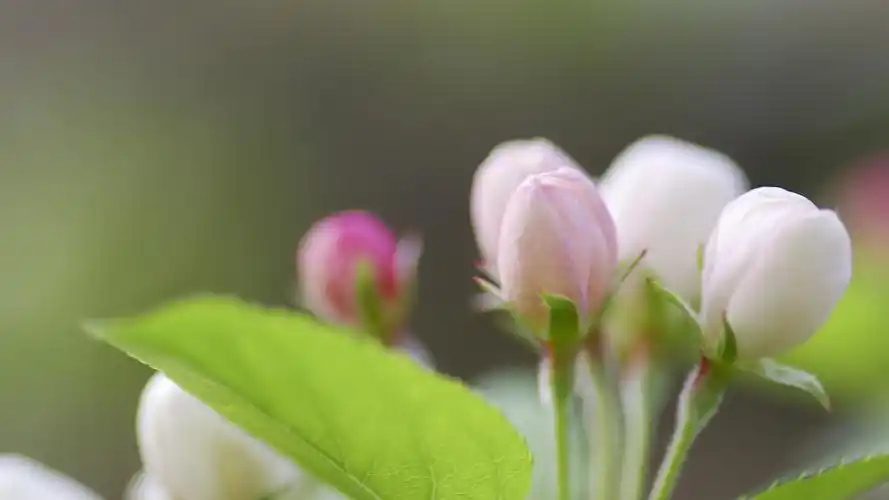壁纸 苹果花绽放,芽,春天 3840x2160 uhd 4k 高清壁纸, 图片, 照片