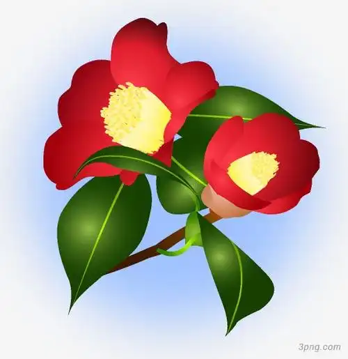 两朵红色山茶花png素材透明免抠图片动植人物