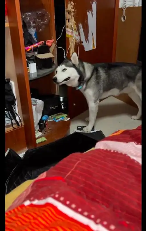 妈妈给哈士奇发了一万红包,主人说先替它保管拿走了,它气到抽泣_压岁