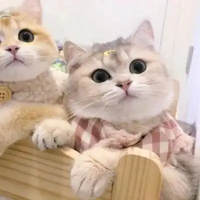 超萌可爱的猫咪治愈系情头图片_情侣头像_美头网