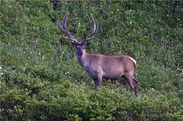 6月30日,马鹿在巴音郭楞蒙古自治州和静县山区活动.