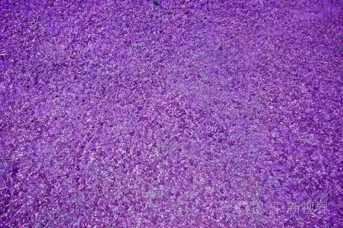 紫色抽象修剪的草地场背景夏天自然gre