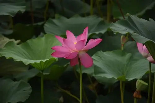 风景在湖中.2019年8月4日,o型血,摄影,制作.