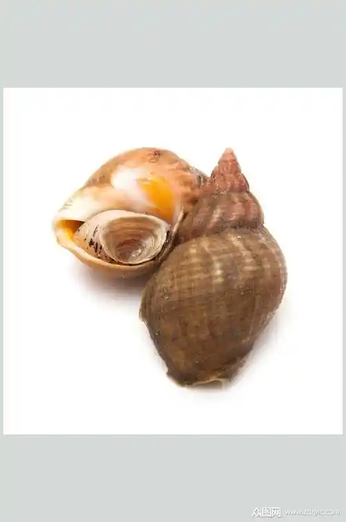 螺贝类白底图片