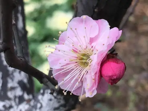 【诗词伴平生】一朵梅花兀自开——凌波诗十首