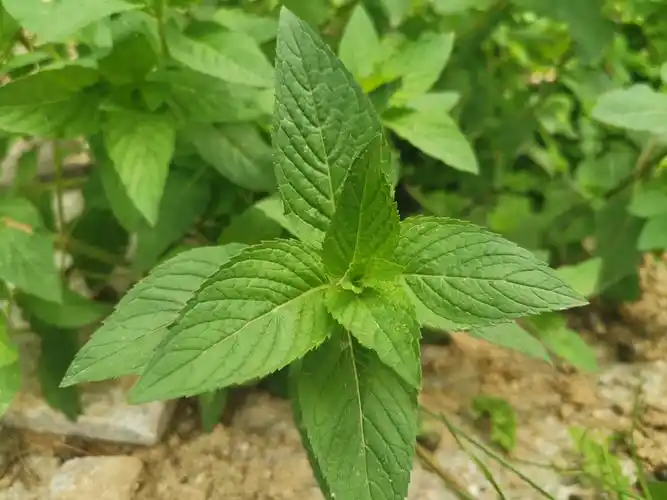 薄荷清凉君子中药界的小清新