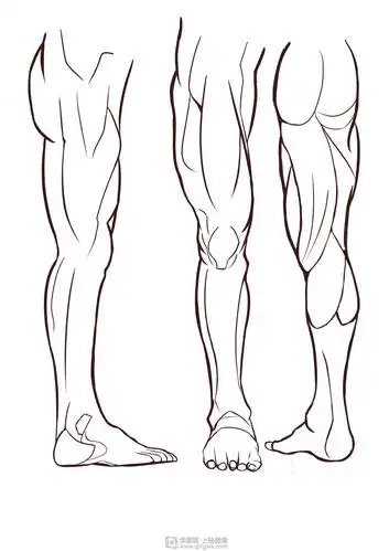 临摹腿—腿部人体肌肉结构入门训练