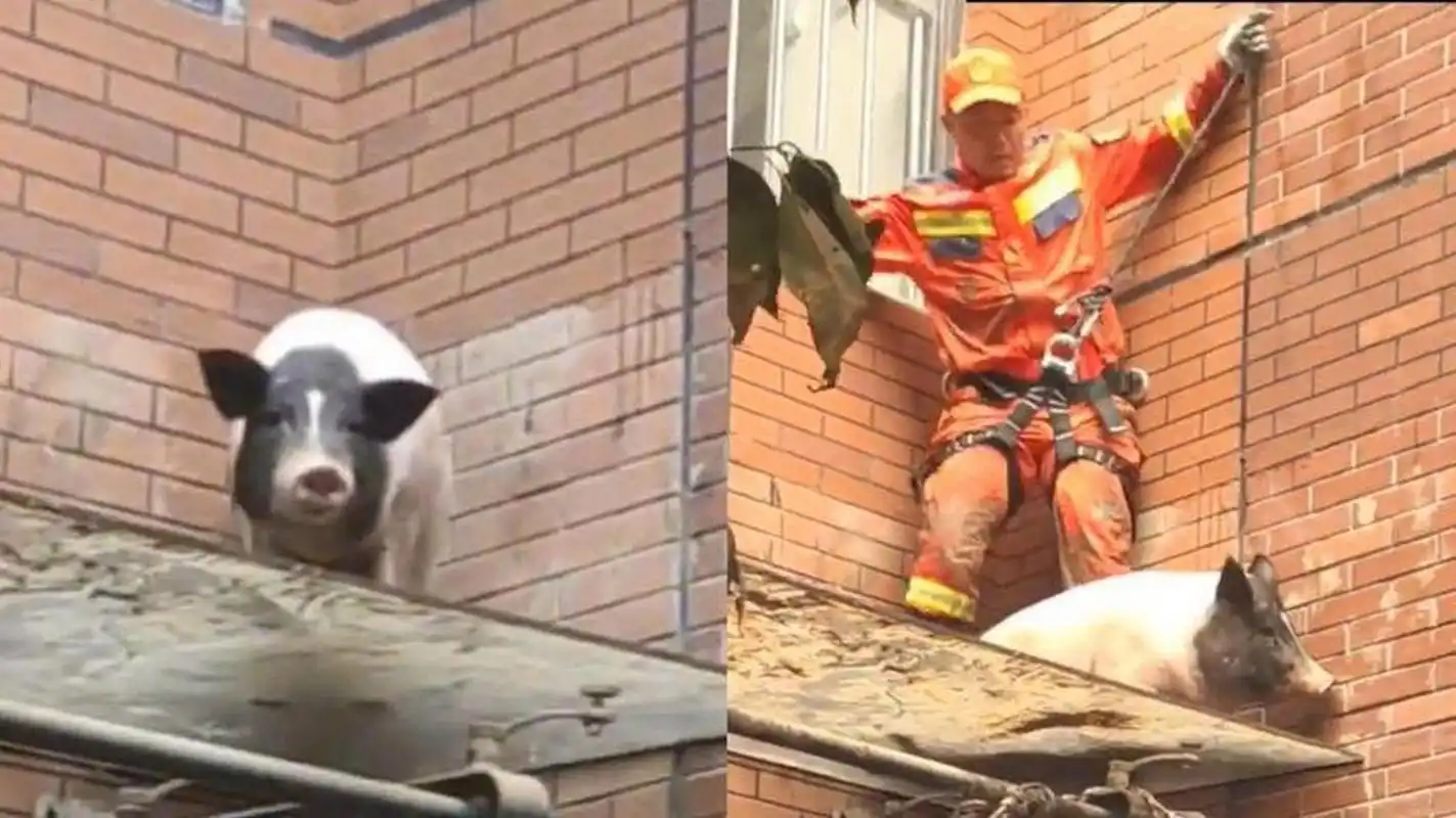 【涿州洪灾惊现"猪坚强",家猪被洪水冲到二楼,被困七天七夜获救】8月8