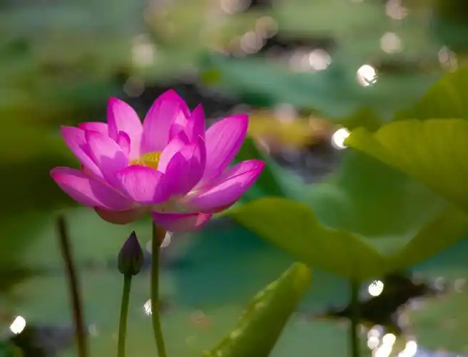 【【荷花】摄影图片】生态摄影_太平洋电脑网摄影部落