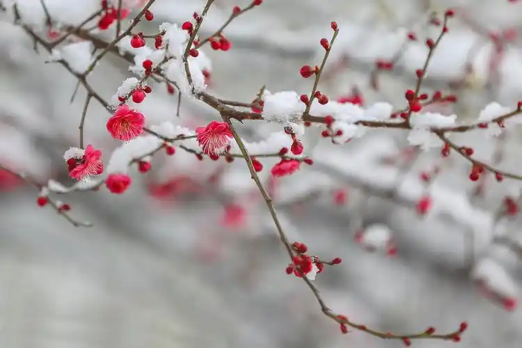 傲雪梅花分外香