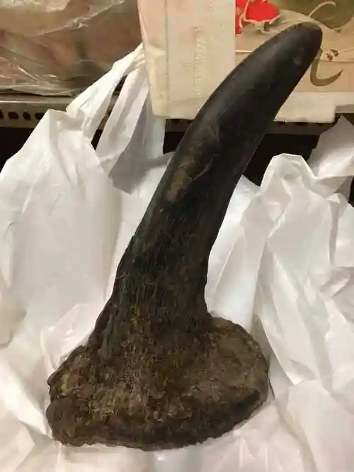 再谈犀牛角真假辨别方法!犀角知识汇总