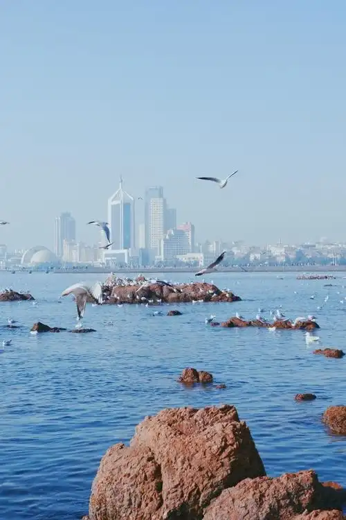 青岛栈桥海鸥几月飞走图片-七七游戏网