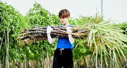 任嘉伦向往的生活一个善良有趣的灵魂收获一大批妈妈粉