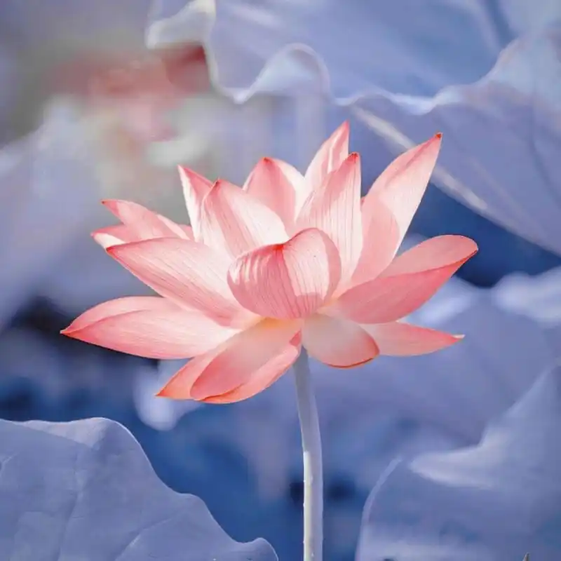 谁能拒绝这样清新脱俗的荷花头像呢 这也太太太好看了叭,瞬间拿捏七