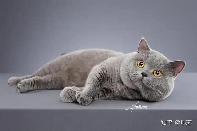 请问在深圳开一个cfa注册正规英国短毛猫英短蓝猫猫舍是什么一种什么