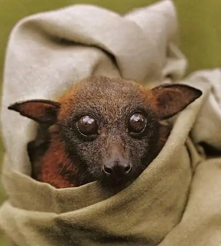 为什么蝙蝠脸不像老鼠反而像小狗? - 知乎