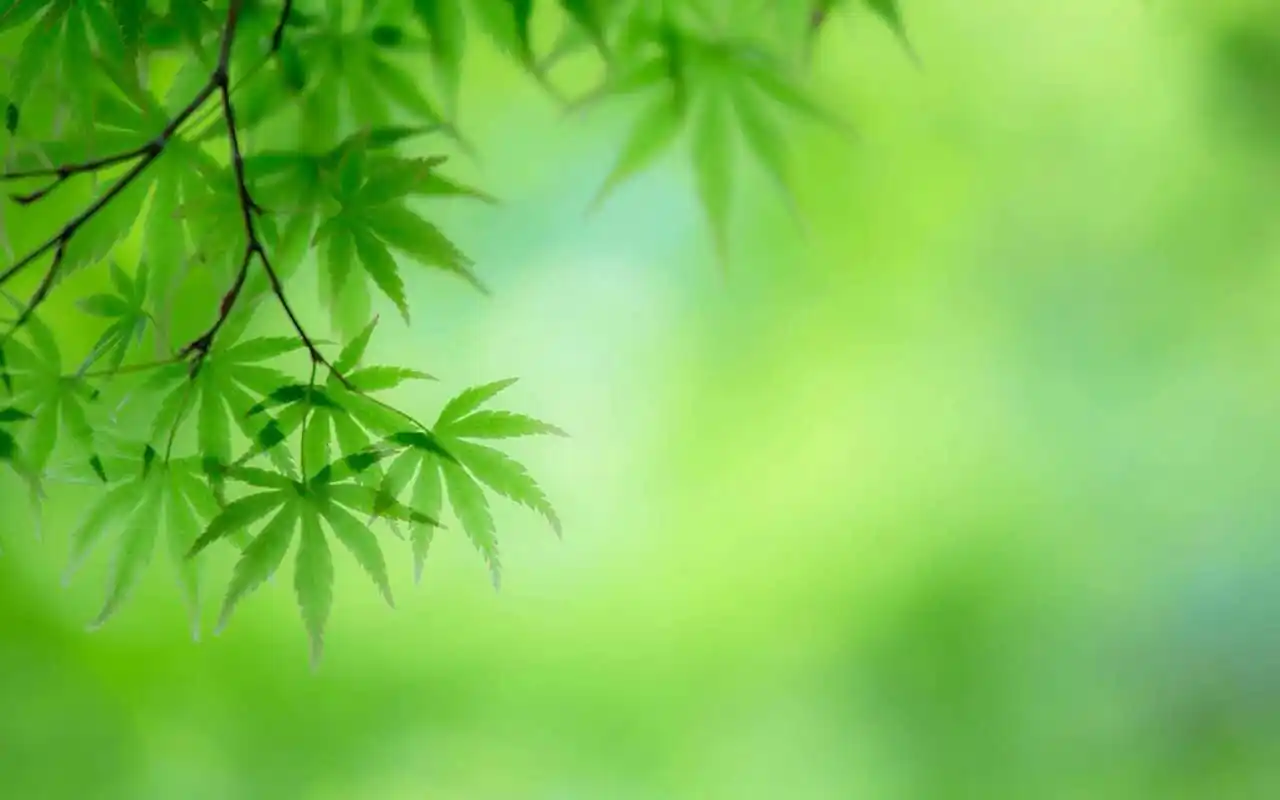 小清新护眼绿色清新壁纸_超好看绿色壁纸