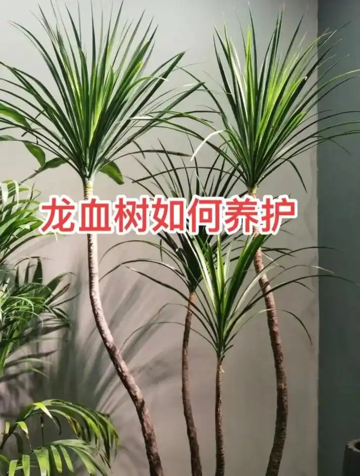 龙血树如何养护#龙血树养殖方法 #花卉养护 #室内绿植 - 抖音