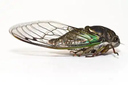 一只白色蝉的特写照片