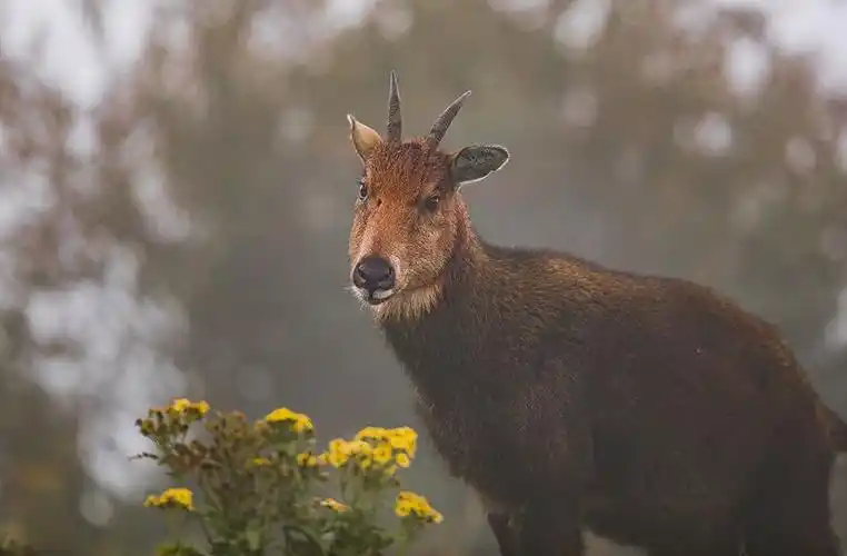 难忘的藏区自驾三:野生动物 写美篇七,四不象(鬣羚) 鬣羚也叫明鬃羊
