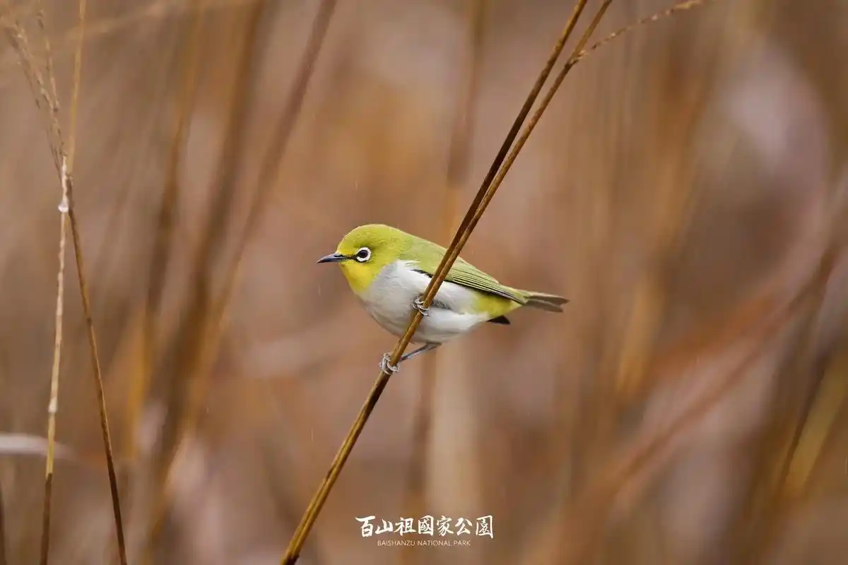 百鸟朝凤计划no.16暗绿绣眼鸟