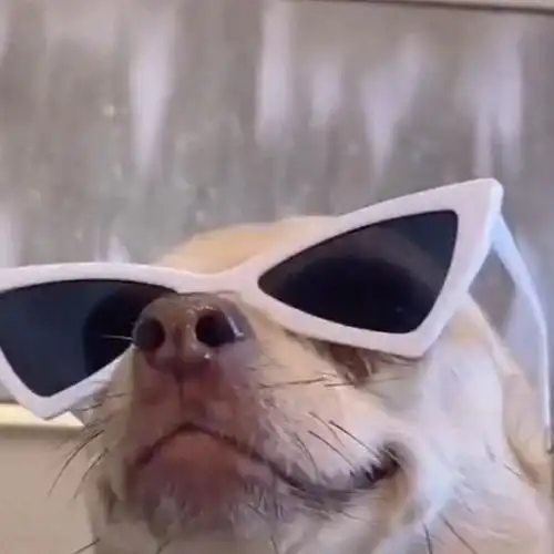 宠物眼镜中大型犬狗狗墨镜太阳眼镜拍照网红搞笑个性可爱宠物饰品