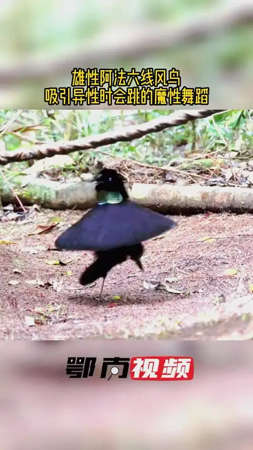 神奇动物在这里雄性阿法六线风鸟吸引异性时会跳的魔性舞蹈配上音乐更