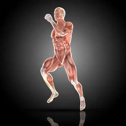 3d模拟肌肉男子图片-蓝色男子3d肌肉模拟素材-高清图片-摄影照片-寻图